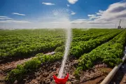 Half of California waterways contaminated with PFAS pesticides, analysis finds