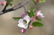 Hidden Health Costs of Bee Decline: Nutrients Missing from Diets