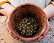 Houseplant Hack: Gravel at Bottom of Pots May Harm Drainage