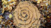 How Australian native bees cope with climate change depends on nest type