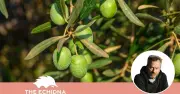 How Olives Transformed from First Taste Disgust to Culinary Delight