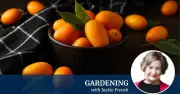 How to Grow Cumquats in Canberra and What to Do With Them