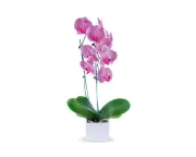 How to Keep Orchids Flowering: Expert Hacks