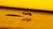How to Live Peacefully with Spiders and Bugs in Your Home