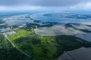 How World's Appetite for Shrimp Destroys Ecuador Mangroves