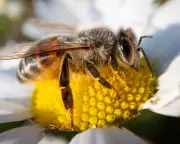 Industrial Agriculture is Driving Bees to the Brink of Collapse