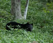 Japanese City Closes All Schools After Rare Bear Sighting Near Tokyo