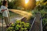 Lawns Don't Need Watering: How to Garden in a Heatwave