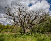 Major Oak in Sherwood Forest Dies at Estimated 1,000 Years Old
