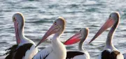 Mandurah Wildlife Rehab Centre Halts Seabird Admissions Amid Bird Flu Threat