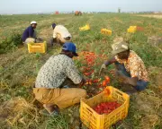 Migrant Workers Burned Alive in Italy: Exploitation Scandal