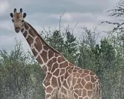 Missing Texas giraffe Gracie found safe after nearly two weeks