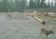 Mule Deer Already Using Incomplete $20m Wildlife Bridge in California