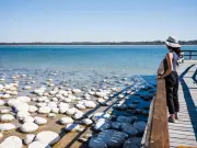 New $3.4M Boardwalk at Lake Clifton to Showcase Thrombolites