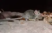 New Australian Mammal Discovered: Tiny 'Rock-Lover' Planigale Found