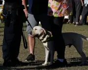 NSW Police Illegal Strip-Search Case: Aggravated Damages Upheld
