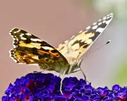 Painted Lady Butterflies Set for Record-Breaking Summer in Britain