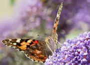 Painted Lady Summer: A Lepidopterist's Dream in Weardale