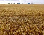 Paraquat Herbicide Remains Legal in Australia Despite Parkinson's Concerns