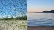 Parasite-ridden mosquitoes swarm Russian lake, tourists hide in cars