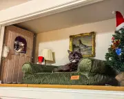 Pet Nooks: The Rise of Dedicated Living Spaces for Furry Friends