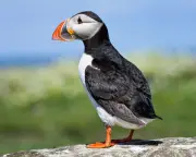 Puffins, Dolphins, Bumblebees Shortlisted for New UK Banknotes