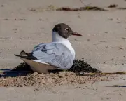Rare Black-Headed Gull Spotted in Western Australia Thrills Birdwatchers
