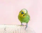 Readers Share Tales of Their Self-Pleasuring Pets After Bird Article