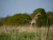Rewilding Somerset Farm Sees Bird Species Surge from 67 to 94 in Three Years