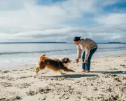 Rising Vet Costs Push Aussie Pet Owners to Prevention