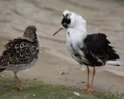 Ruffs Strut Like Ludicrous Walter Raleighs in Wetland Display