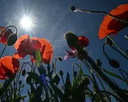 Sahara Heatwave Brings Record Temperatures to Europe and Australia