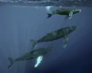 Scientists Trace Haunting Ocean Thrums to Humpback Whales