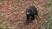 Search for Missing Tasmanian Devil Mary Enters Third Day on Gold Coast