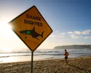 Shark Bites in Australia Rising Despite Global Decline: Experts Weigh In