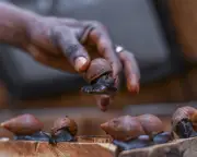 Snail Farming Offers Hope for Endangered Guitarfish in Ghana