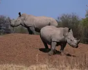 South African men sentenced in world's largest rhino horn trafficking case