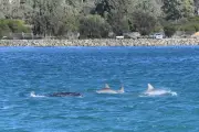 Southern Right Whale Spotted in Mandurah Estuary with Dolphins