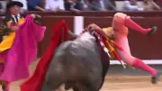 Spanish Bullfighter Gored Through Leg and Tossed by Bull in Madrid