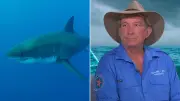 Spearfishing Death Sparks Warning on Attracting Sharks