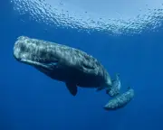 Sperm Whale Dialects Detected in Mediterranean for First Time