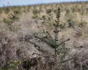 Tax-Break Forests: How Woodland Became a Store of Wealth for the Rich