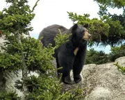 Teenager Injured by Black Bear in Washington State