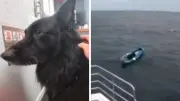 Terrified Dog Rescued from Kayak 5km Out to Sea After Freak Wave