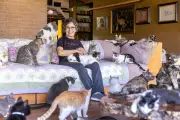The Truth Behind the 'Crazy Cat Lady' Stereotype: A Social Science Deep Dive