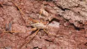 Three New Cave Cricket Species Discovered in Australia's Underground Havens