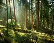 Trees Store Less Carbon Than Previously Thought, Study Finds