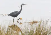 Tropical heron spotted in UK for first time ever