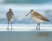 UK Migrant Waders Feel the Heat of Changing Arctic Conditions