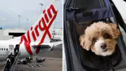 Virgin Australia Expands Pet-Friendly Flights to Adelaide